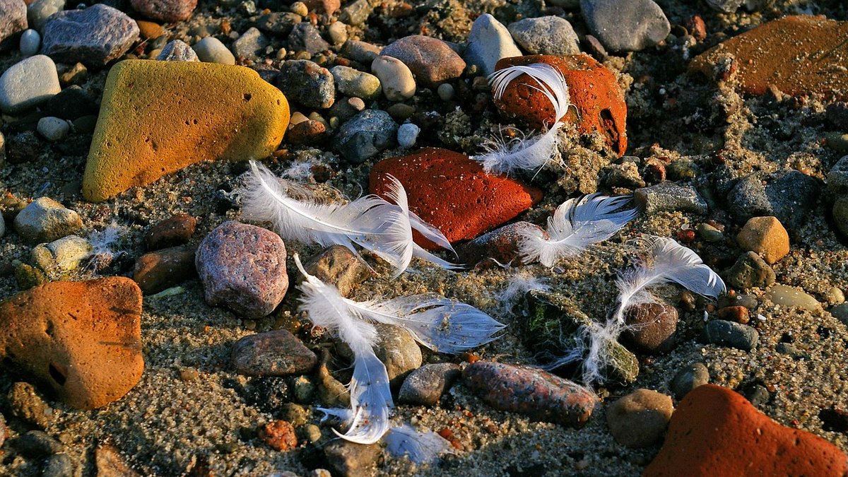 Cooking with Fresh Seaweed from the Shore