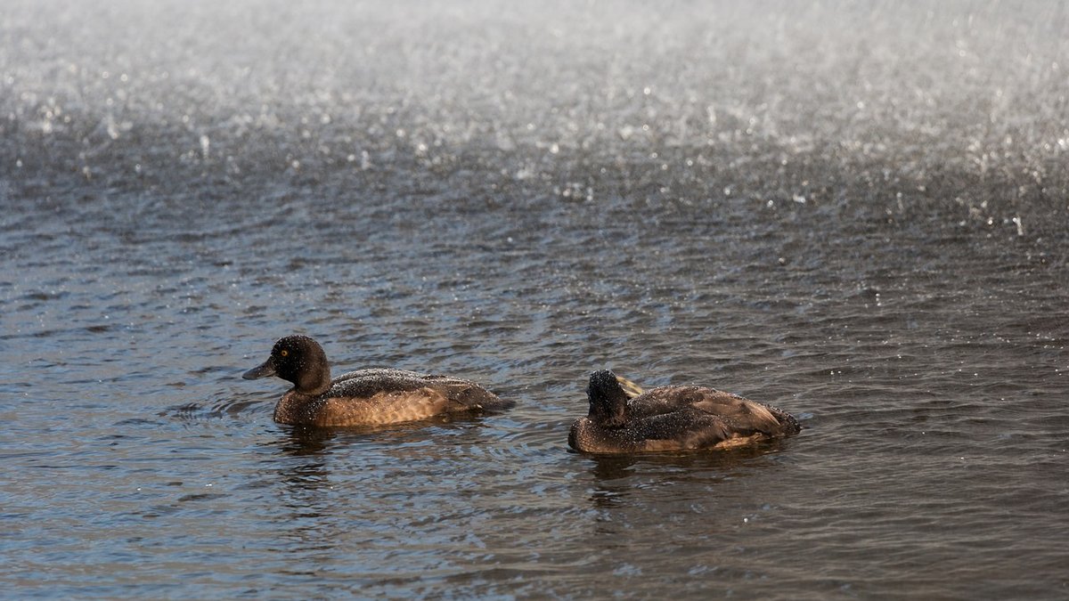 How to Start Cold Water Swimming Safely This Autumn